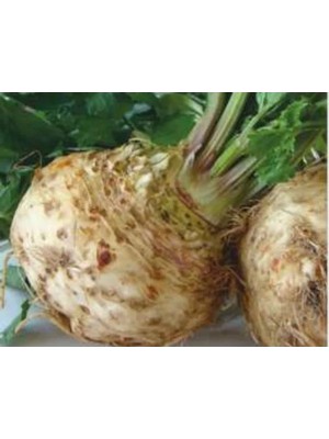 Ulu Pazarlama Kök Kereviz Tohumu - 10 Gram