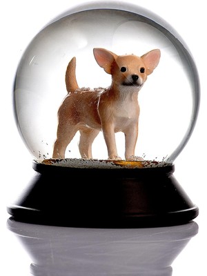 Cam ve Reçine Altın Patiler Köpek Chihuahua (Kayısı) Kar Küresi Hediye