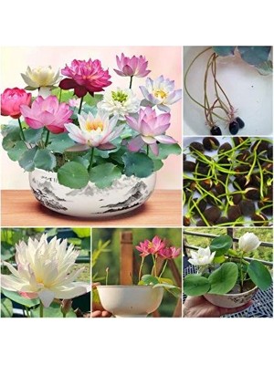 Magarsus 10 Adet Karışık Kutsal Kase Lotus Çiçeği Tohumu Lotus Çiçeği Tohumu