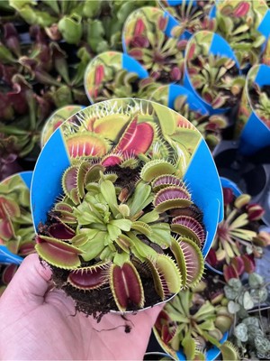 Dionaea Muscipula - Sinek Kapan - Etobur Bitki