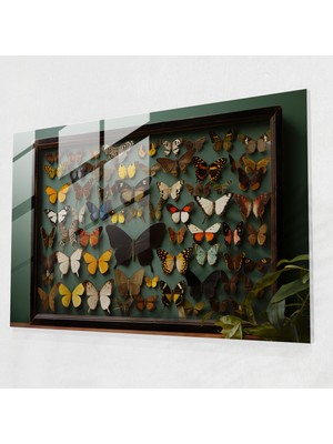 Popcasso Kurutulmuş Kelebekler Cam Tablo - Gerçekçi Kelebekler Koleksiyonu Doğadan Ilham Alan Dekorasyon Unsuru