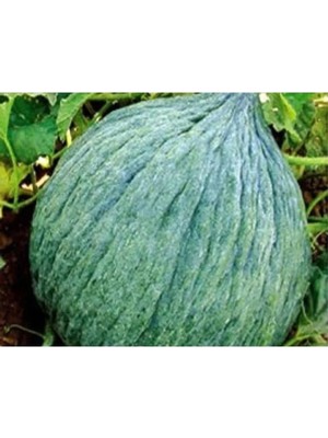 MarkEntegra Hasanbey Kavun Tohumu - 10 gr