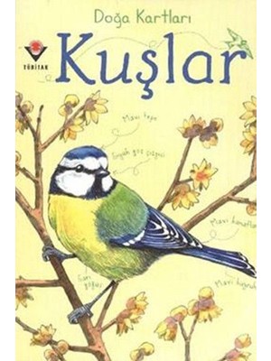 Lisinya Doğa Kartları - Kuşlar