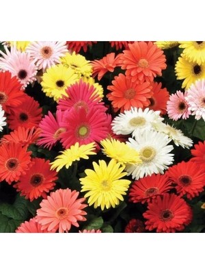 MarkEntegra Garbera Çiçeği Tohumu - Renkli ve Canlı
