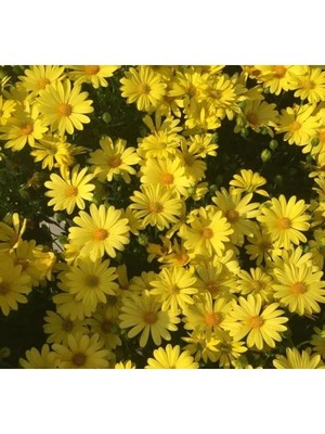 MarkEntegra Sarı Papatya Tohumu - 30 Tohum