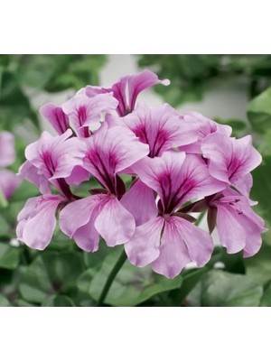 MarkEntegra Lila Renkli Sakız Sardunya Tohumu (3 Tohum)