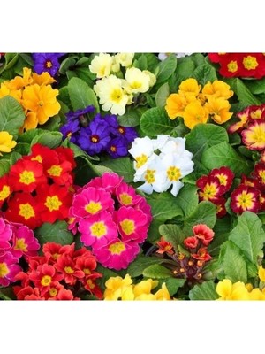 MarkEntegra Çuha Çiçeği Tohumu - Renkli Çiçekler