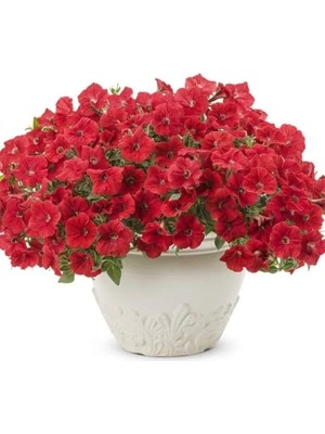 MarkEntegra Kırmızı Renkli Petunya Çiçeği Tohumu (Iri Çiçekli Bodur) - 15 Tohum