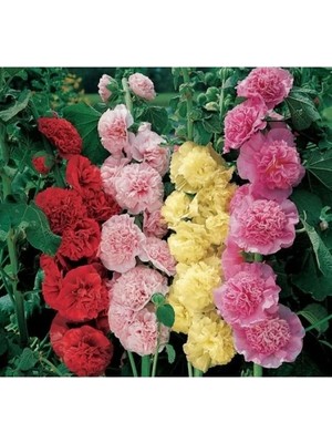 MarkEntegra Katmerli Büyük Çiçekli Karışık Gülhatmi Tohum Seti (5 Adet)