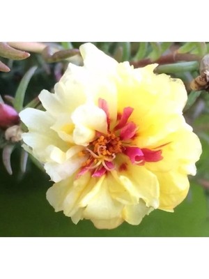 MarkEntegra Duble Katlı Sarı Ipek Çiçeği Tohumu (25 Tohum)