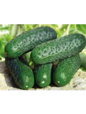 MarkEntegra Hıyar Kornişon Tohumu - 10 gr