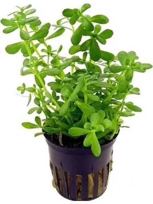 MarkEntegra Bacopa Monnieri Saksı - Canlı Bitki