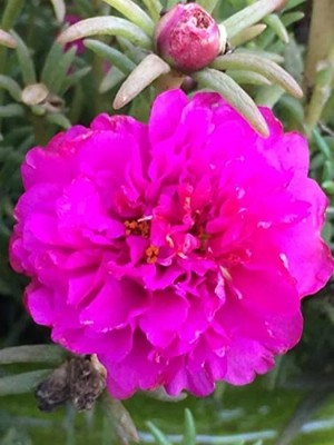 MarkEntegra Fuşya Renkli Ipek Çiçeği Tohumu - 40 Adet