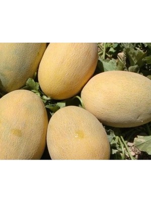 MarkEntegra Kavun Ananas Tohumu - 10 Gram