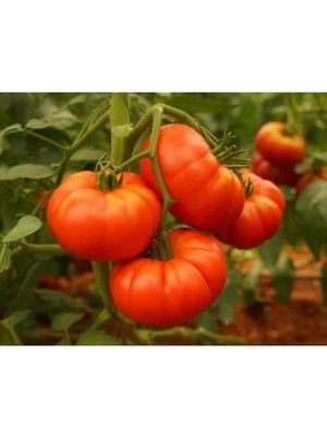 MarkEntegra Doğal Köy Domates Tohumu - Yüksek Verim