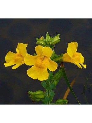 MarkEntegra Sarı Misk Çiçeği F1 Tohumu - 30 Tohum