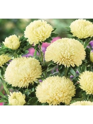 MarkEntegra Sarı Aster Kasımpatı Tohumu - 20 Adet