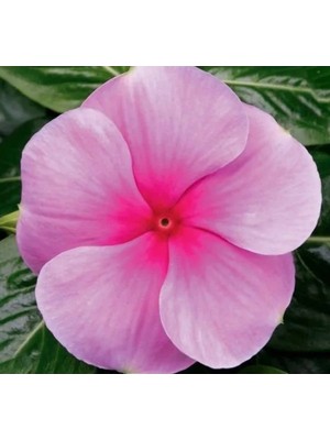 MarkEntegra Fuşya Renkli Çok Dallanan Rozet Çiçeği Tohumu - 15 Adet