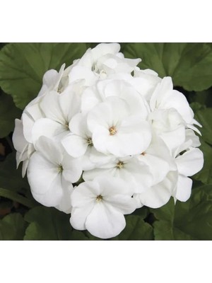 MarkEntegra Büyük Top Çiçekli Beyaz Sardunya Tohumu - 5 Adet