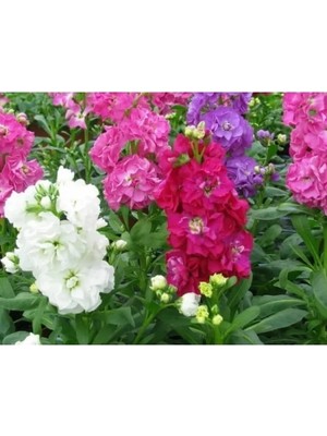 MarkEntegra Kokulu Şebboy (+50 Tohum)