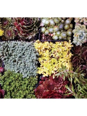 MarkEntegra Kaya Bahçesi Karışık Tohumu - Farklı Bitki Çeşitleri