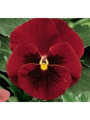 MarkEntegra Kırmızı Siyah Renkli Katlı Hercai Menekşe Tohumu (10 Tohum)