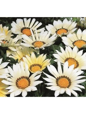 MarkEntegra Beyaz Gazanya Çiçeği Tohumu - Büyük Çiçek Kalıcı - 8 Tohum