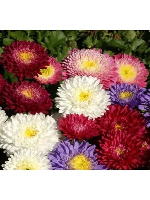 MarkEntegra Saraypati Bodur Çiçeği - 125 Tohum (Karışık Renk)