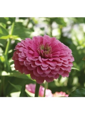 MarkEntegra Pembe Zinnia Kirli Hanım Tohumu - Dev Çiçekli, Uzun Boylu - 5 Tohum