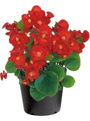 MarkEntegra Şeker Begonya Tohumu - Kırmızı Renkli, 25 Tohum