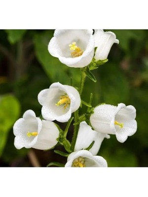 MarkEntegra Mini Maviş Çan Çiçeği Tohumu - 5 Adet