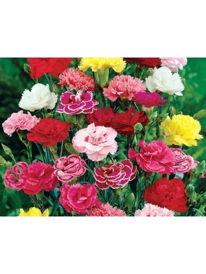 MarkEntegra Büyük Boy Karanfil Tohumu - 100+ Tohum Paketi