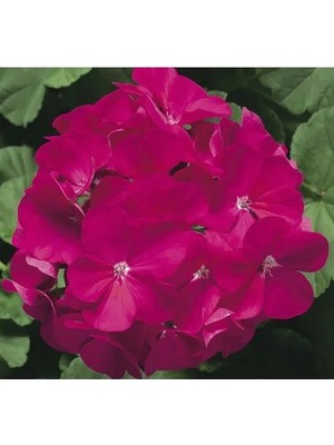 MarkEntegra Violet Gül Sardunya F1 Tohumu (10 Tohum)