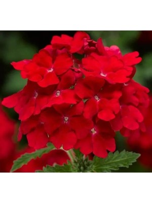 MarkEntegra Kırmızı Mine Çiçeği F1 Tohumu - 20 Tohum