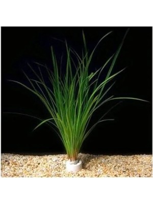 MarkEntegra Cyperus Juncus Canlı Bitki Saksısı