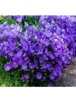 MarkEntegra Mavi Renkli Maviş Çan Çiçeği Tohumu (Iri Çiçek) - 10 Tohum