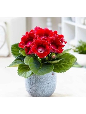 MarkEntegra Katmerli Büyük Çiçekli Bardak Menekşesi Tohumu - Kırmızı (5 Tohum)