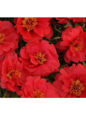 MarkEntegra Katmerli Çok Çiçekli Ipek Çiçeği Tohumu - Kırmızı Renkli - 40 Tohum