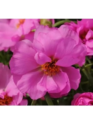 MarkEntegra Fuşya Renkli Duble Katlı Ipek Çiçeği Tohumu (25 Tohum)