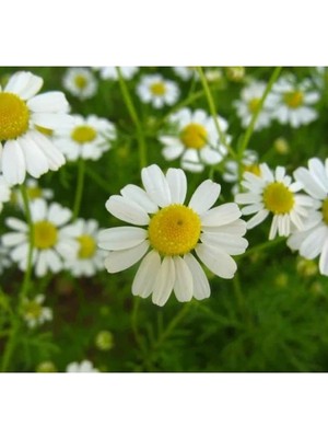 MarkEntegra Kalıcı Alman Papatyası F1 Tohumu - 10 Adet