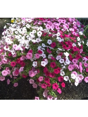 MarkEntegra Karışık Renkli Sarkan Uzun Boylu Petunya Tohumu - 5 Adet