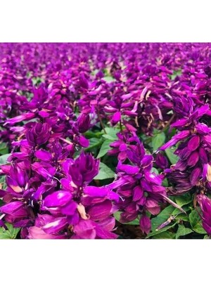 MarkEntegra Leylak Renkli Bodur Çok Çiçekli Ateş Çiçeği Tohumu - 15 Adet