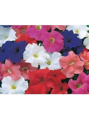 MarkEntegra Karışık Renkli Özel Petunya Tohumu (20 Tohum)