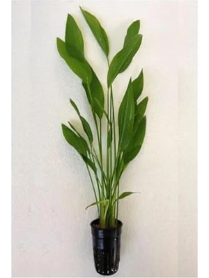 MarkEntegra Canlı Bitki Saksısı, Echinodorus Argentinensis, Sağlıklı Büyüme