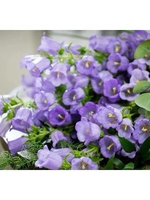 MarkEntegra Mini Maviş Çan Çiçeği Tohumu - 5 Adet