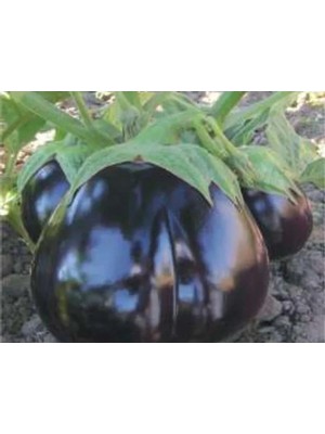 MarkEntegra Aksel Patlıcan Topan Tohumu - 10 Gram