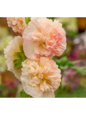 MarkEntegra Katmerli Büyük Çiçekli Turuncu Gülhatmi Tohum Seti (5 Adet)