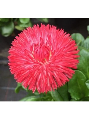 MarkEntegra Kırmızı Katmerli Şeker Tabağı F1 Tohumu (30 Adet)