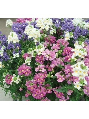 MarkEntegra Nemezya Çiçeği Tohumu - Karışık Renkli 5 Adet