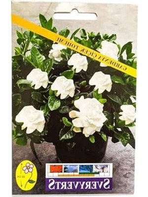 MarkEntegra Gardenya Çiçeği Tohumu, Bahçenizi Renklendirmek Için